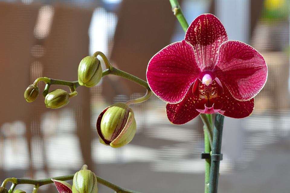 Bloom plant close up