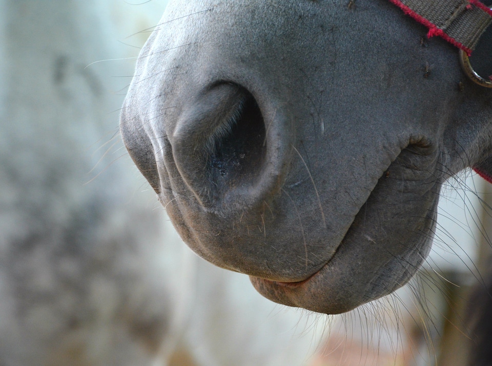 Horse jaw animal horse nose