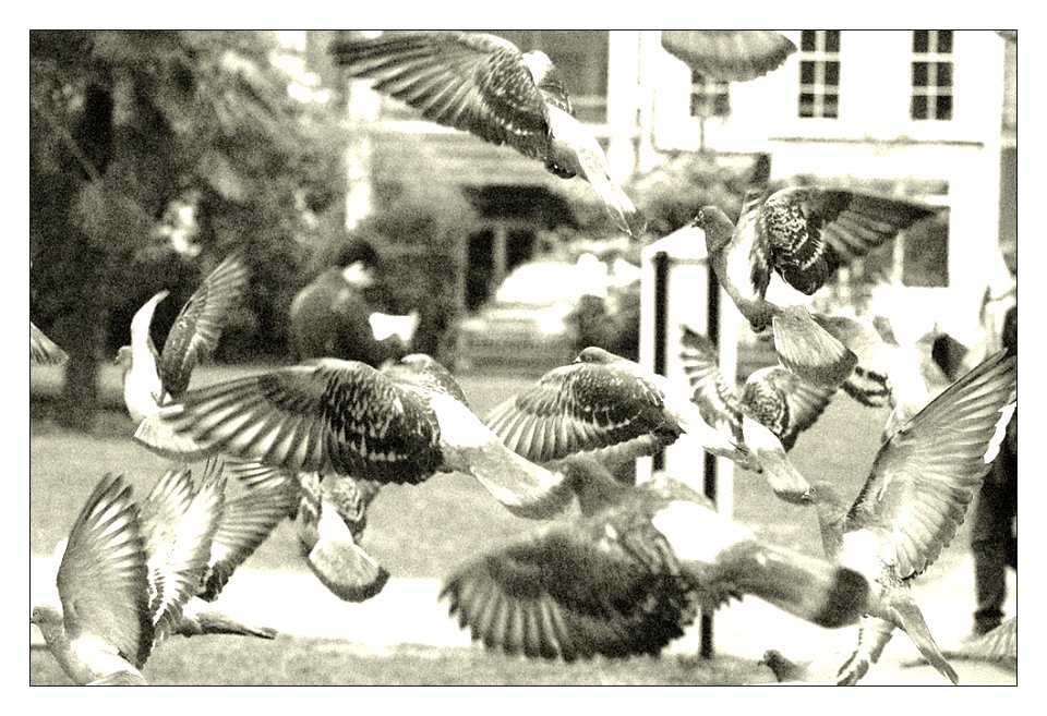 pigeons in soho, london, uk