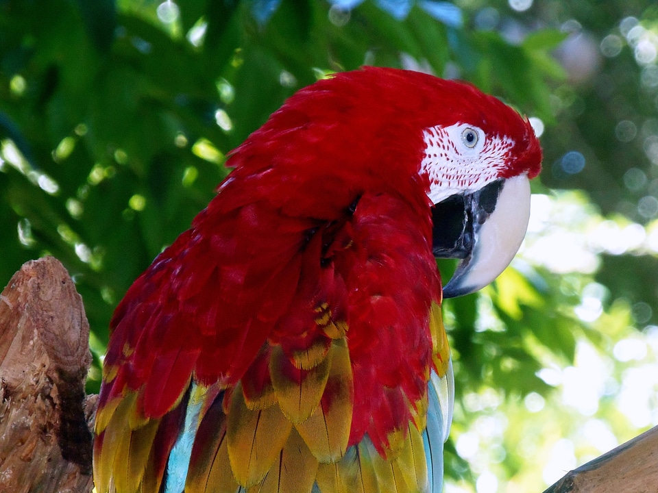 Animal nature feather