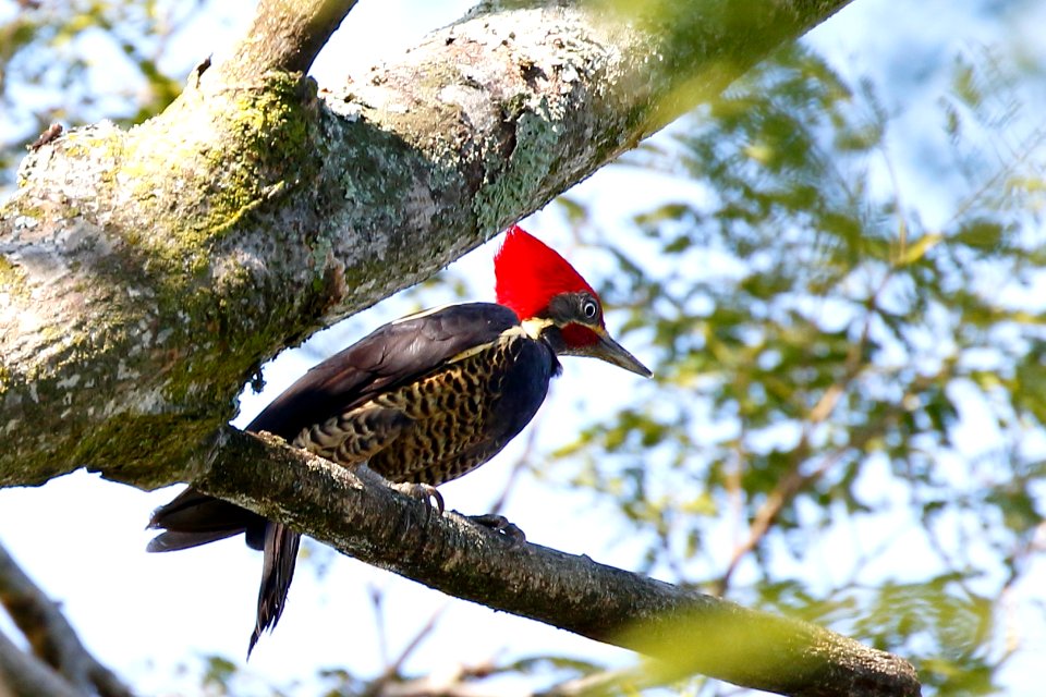 Lineated Woodpecker 260A4504