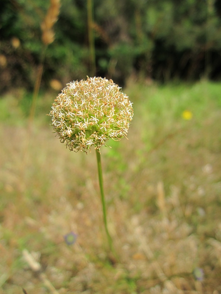 Blue daisy iron flower sheep's scabious