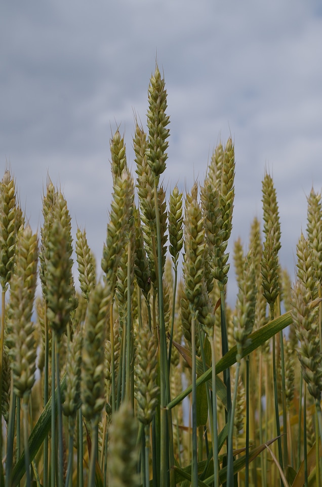 The grain field barley