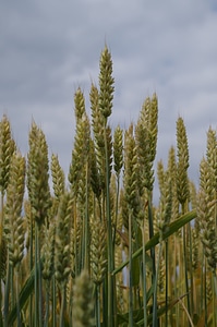 The grain field barley photo