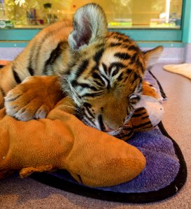 Dreamworld Tiger Island cub photo