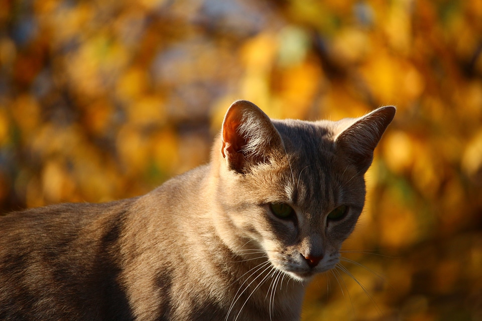 Nature mieze young cat