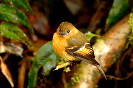 Cinnamon Flycatcher (Pyrrhomyias cinnamomeus)