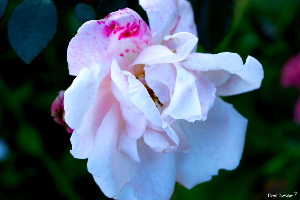 The rose