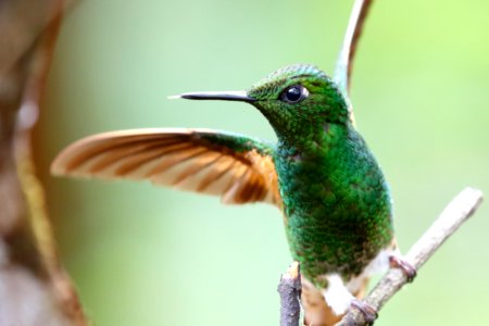 Buff-tailed Coronet (f) (Boissonneaua flavescens) - 260A2890