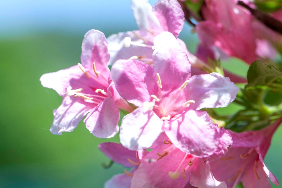철쭉 분홍색 봄꽃 Azalea pink flowers spring flowers