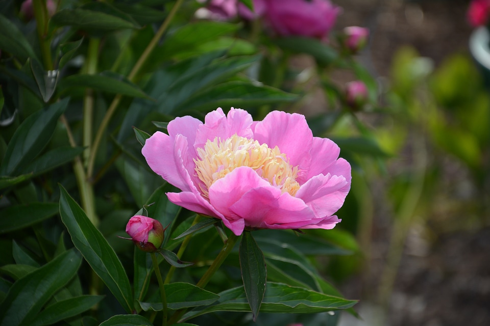 Pink flower pink garden