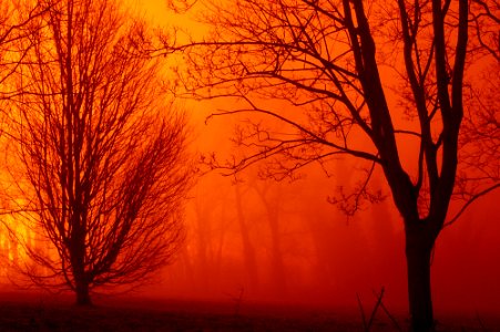 a foggy night in the woods