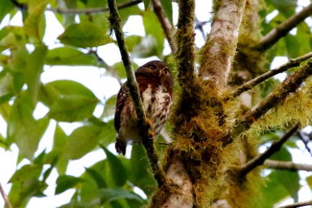 Cloud-forest Pygmy-Owl, Glaucidium Nubicola - 260A2223 photo