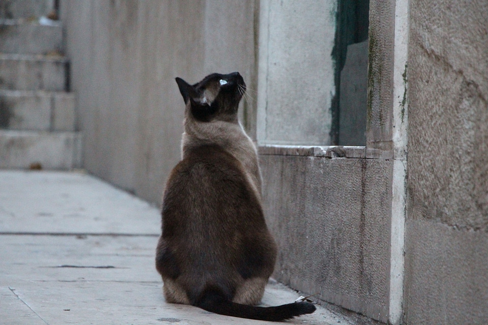 Waiting domestic cat alley