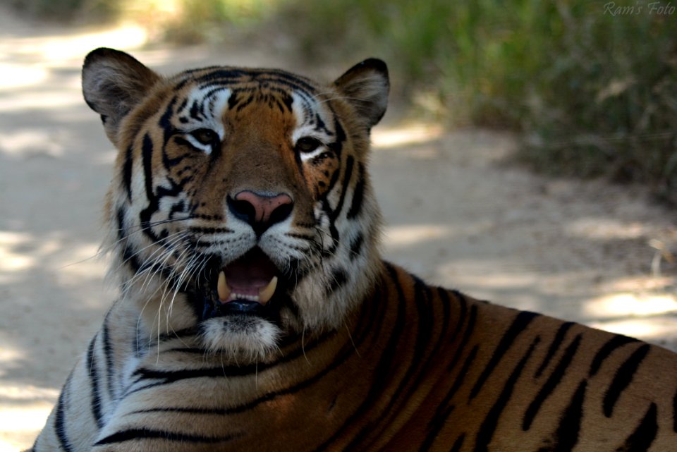 Royal Bengal Tiger