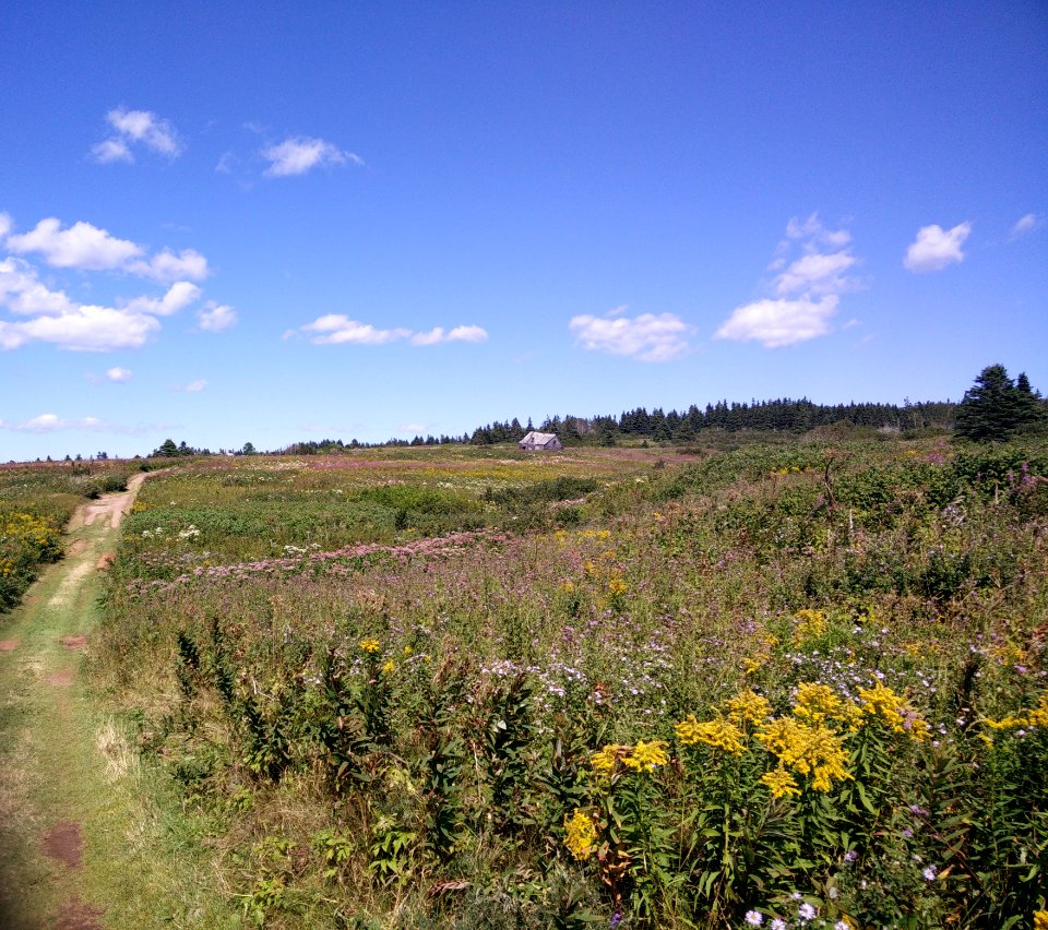 208 - Parc national de l'Île-Bonaventure-et-du-Rocher-Percé : Sentier Chemin-du-Roy