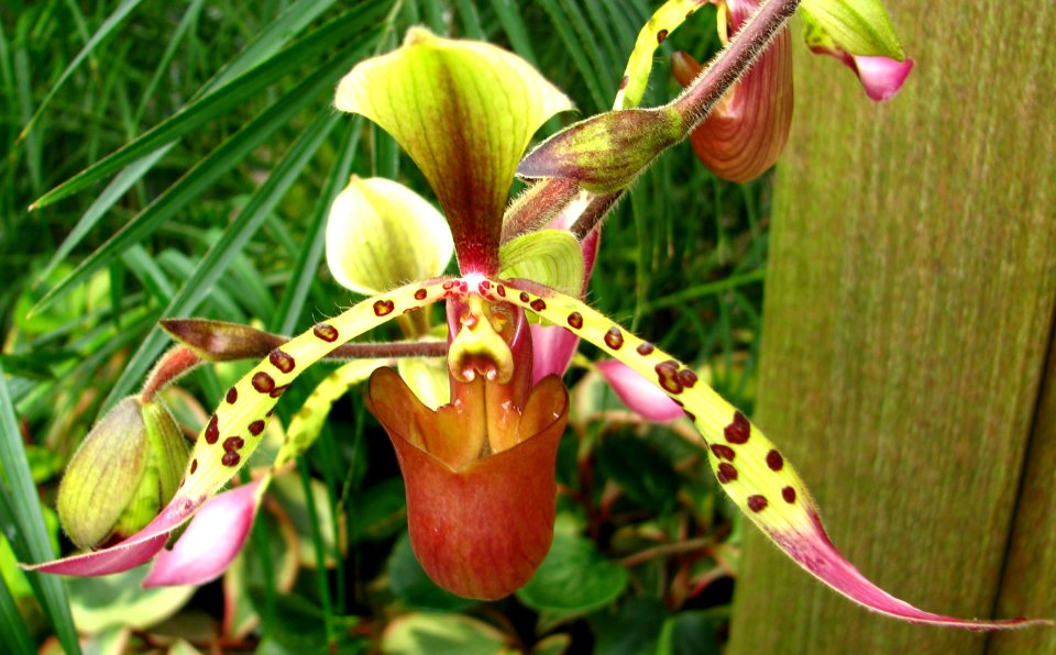 ladyslipper orchid with speckles