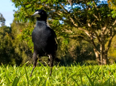 Magpie photo