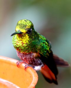 Buff-tailed Coronet  (Boissonneaua flavescens) - 260A2882