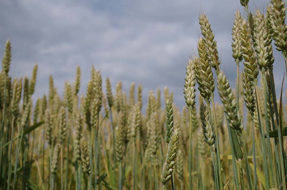 The grain field nature