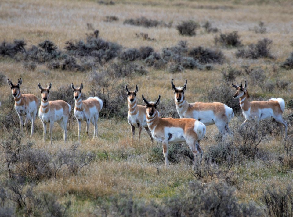 Pronghorn in the Missouri Breaks
