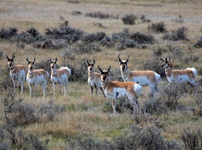 Pronghorn in the Missouri Breaks