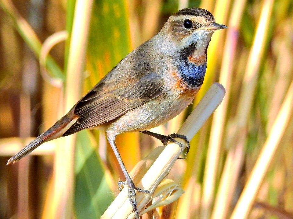 Bluethroat ogun aydin