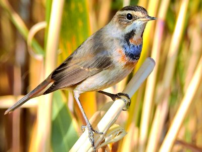 Bluethroat ogun aydin