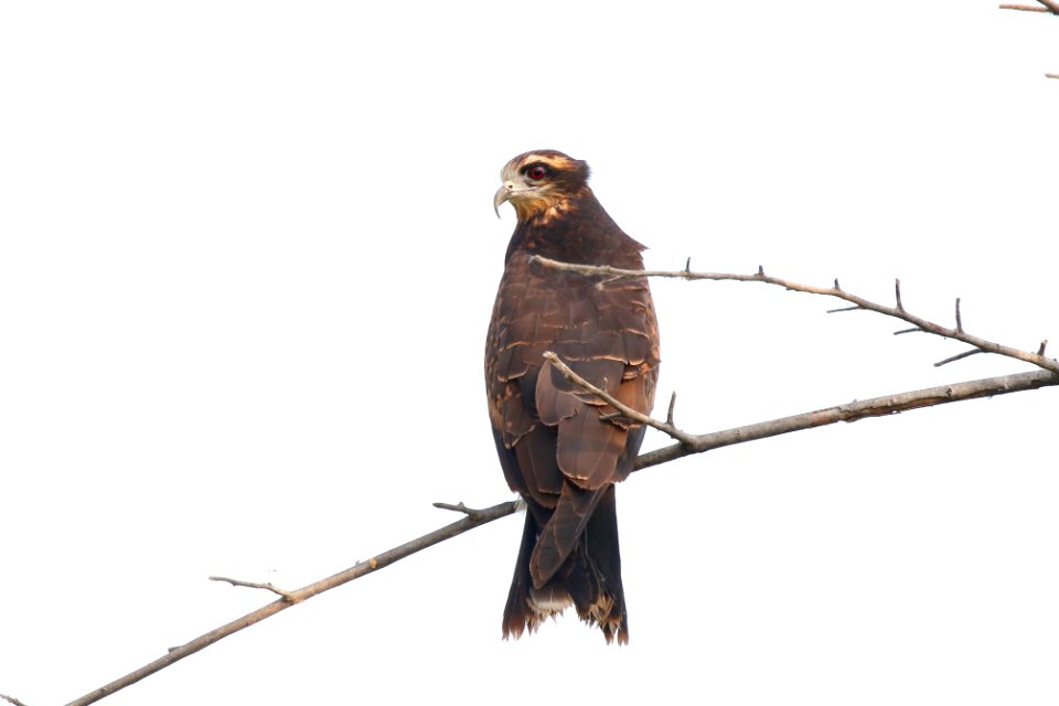 Snail Kite, Rosthramus sociabilis - 260A3592