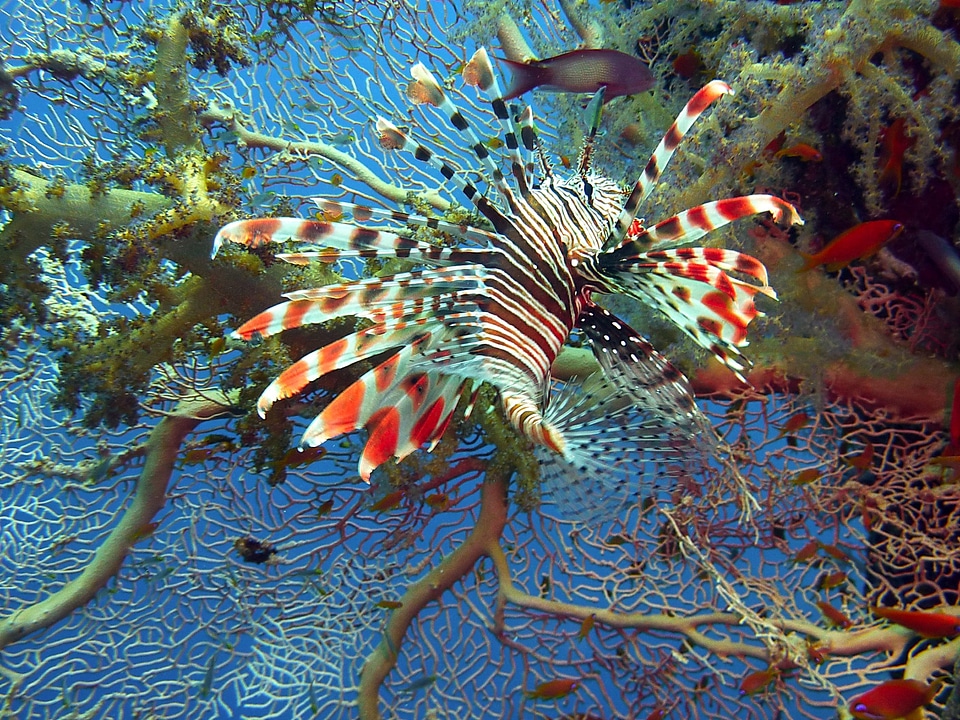 Diving underwater coral