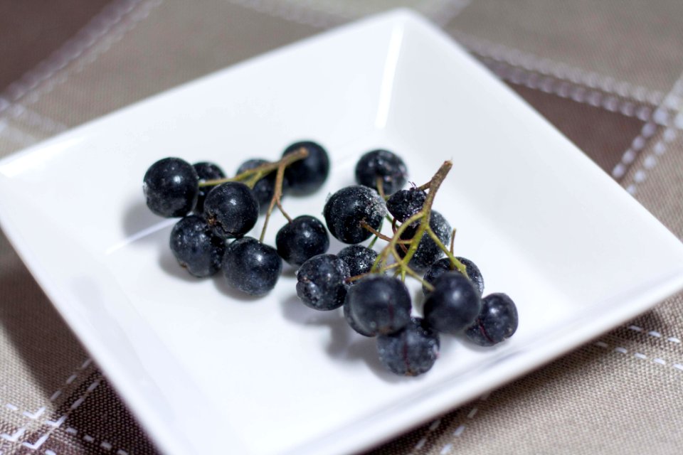 Aronia Choke-berry 아로니아 초크베리 (1)