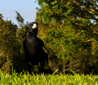 Magpie photo