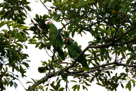 Red-Lored Parrot