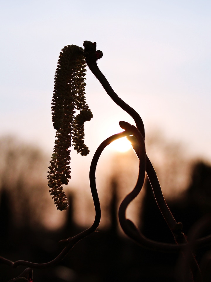 Nature backlighting flowers