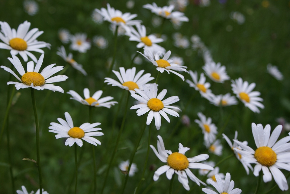 Wildflower summer summer flower photo