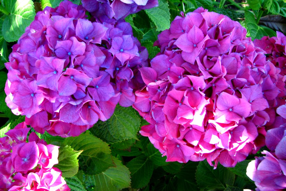 pink hydrangeas