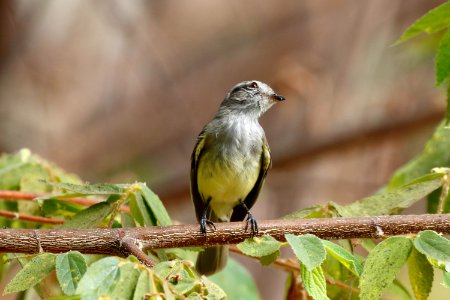 Tropical Kingbird, Tyrannus melancholicus - 260A3476