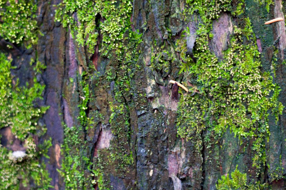 Tree moss 나무 이끼 자연