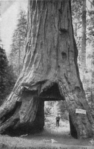 PIONEERS CABIN CALIFORNIA BIG TREES