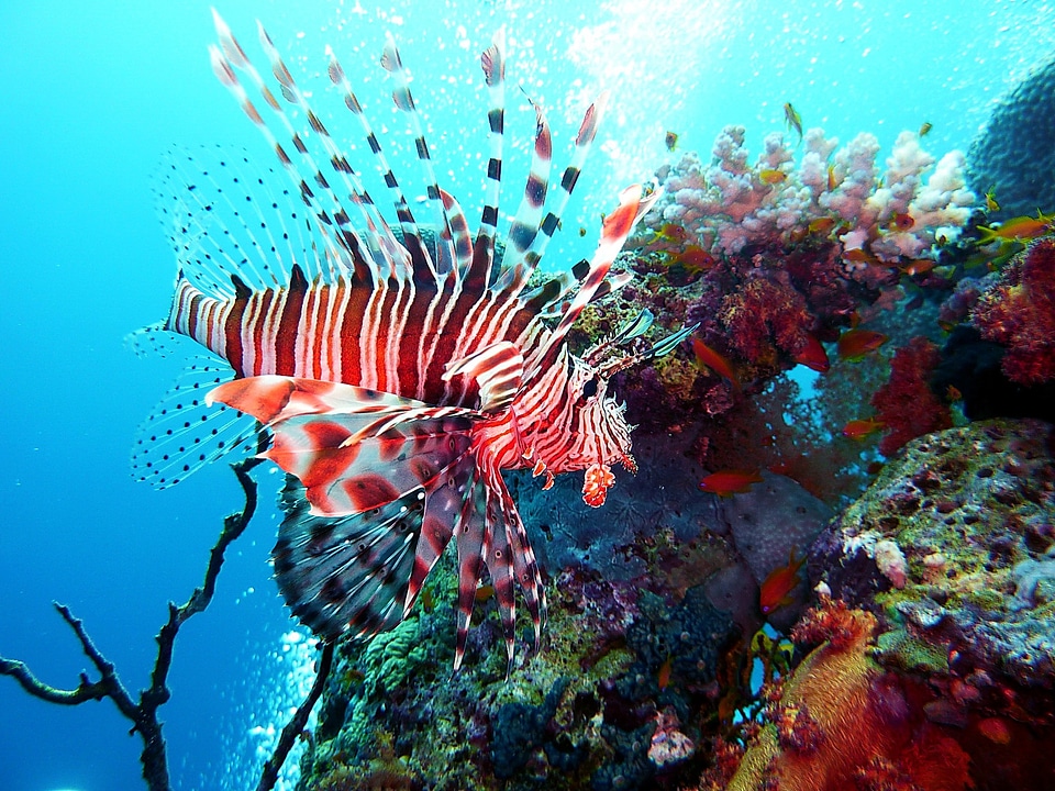 Underwater world fish toxic