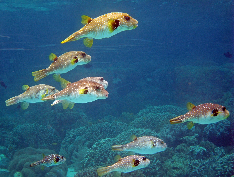 Reef diving scuba photo