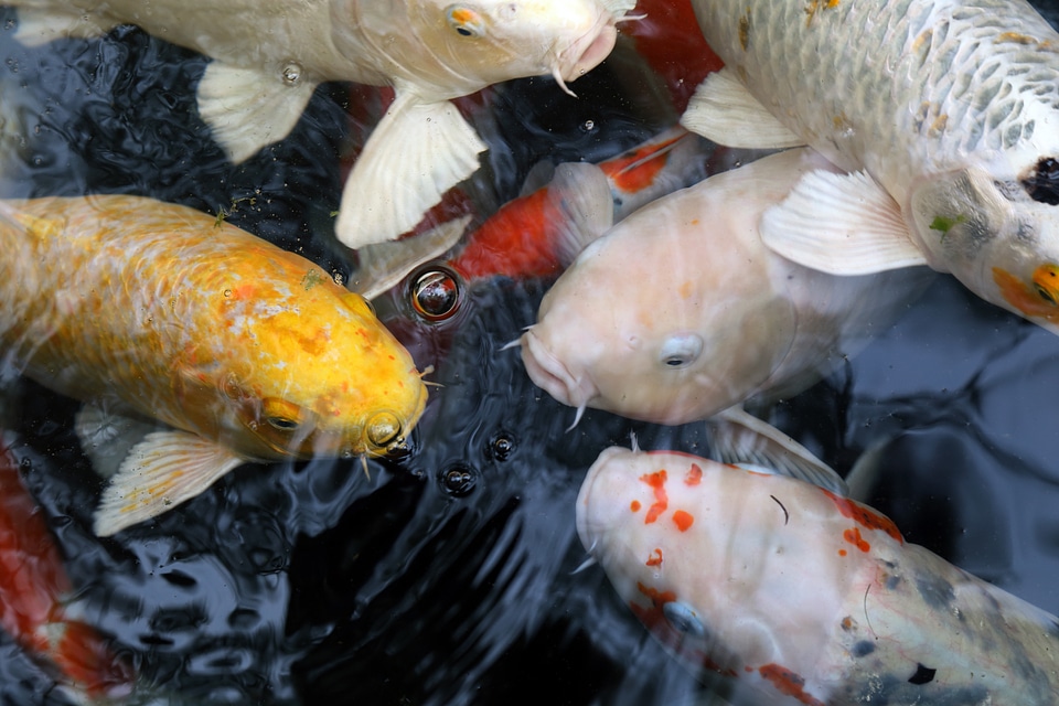 Water china wind koi