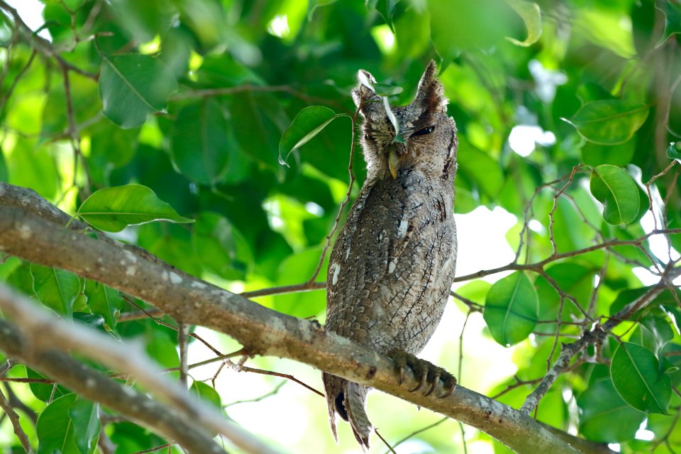 Pacific Screech Owl