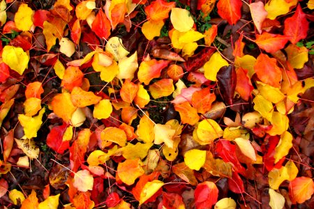 colorful leaves 1