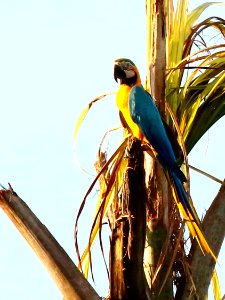 Blue-and-yellow Macaw (Ara ararauna) - 0995 photo