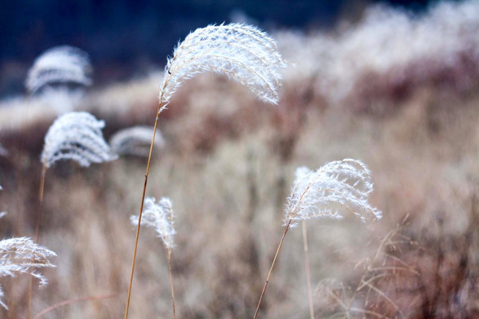 Reed 芦苇 葦 갈대 풀 식물