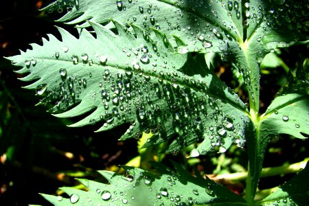 leaf with water drops 3 photo