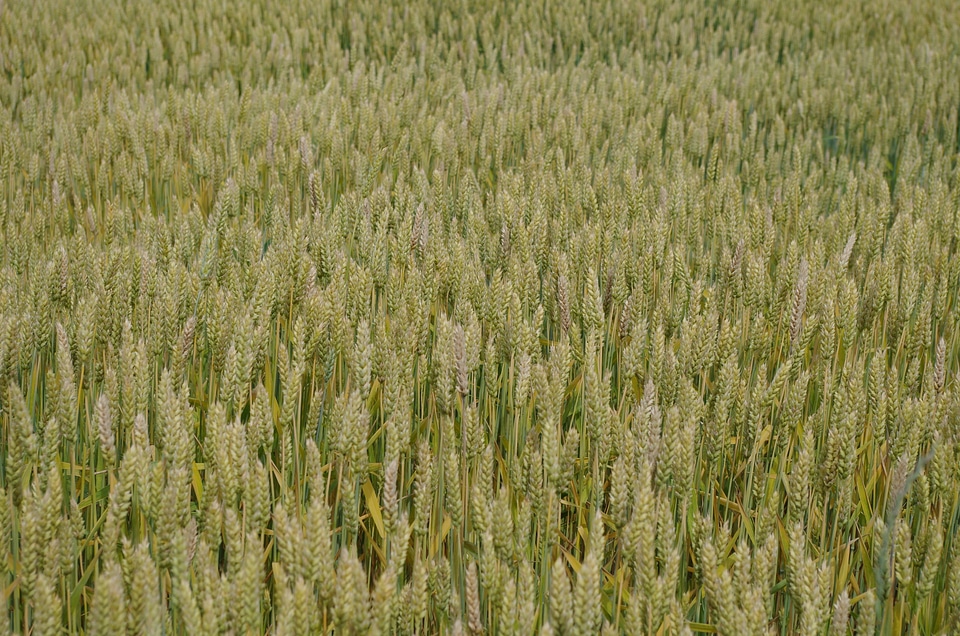 Field nature harvest