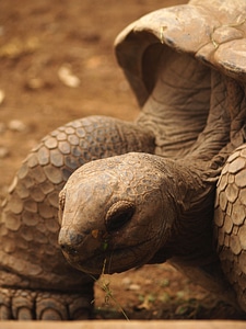 Turtle animals nature