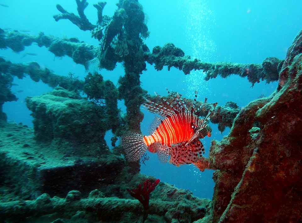 Underwater world fish wreck photo